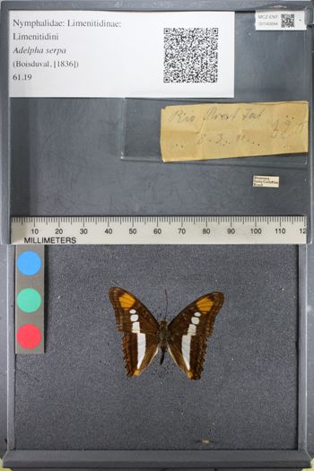 Media type: image;   Entomology 140894
